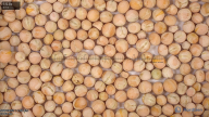 seed