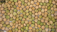 seed