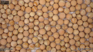 seed