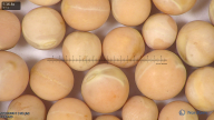 column seed