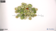 seed