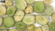 column seed