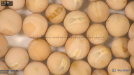 column seed