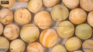 column seed