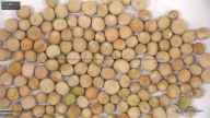 seed