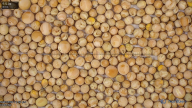 seed