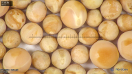 column seed