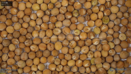 seed