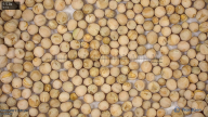 seed
