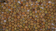 seed