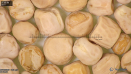 column seed