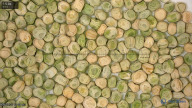 seed