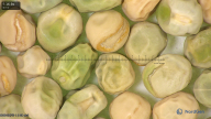 column seed