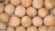 column seed