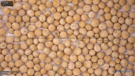 seed