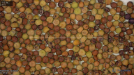 seed