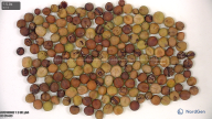 column seed