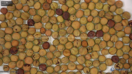 seed