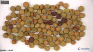 column seed