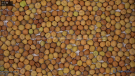 seed