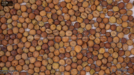 seed