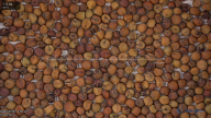 seed