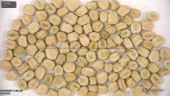 seed