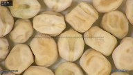 column seed