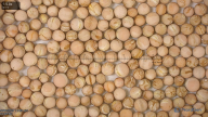 seed