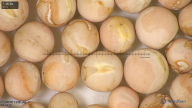 column seed