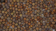 seed