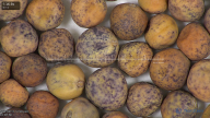 column seed