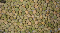 column seed