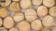 column seed