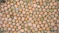 seed