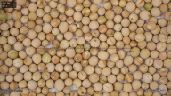seed
