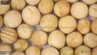 column seed