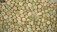 column seed