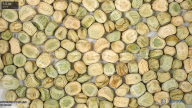 column seed