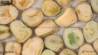 column seed