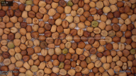 seed