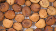 column seed