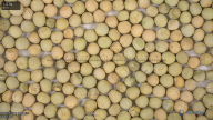 seed