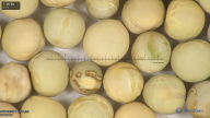 column seed