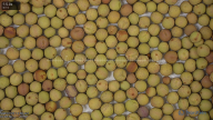 seed