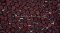 column seed