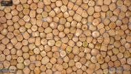 seed