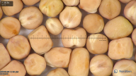 column seed