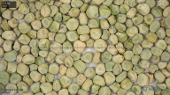 seed