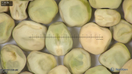 column seed